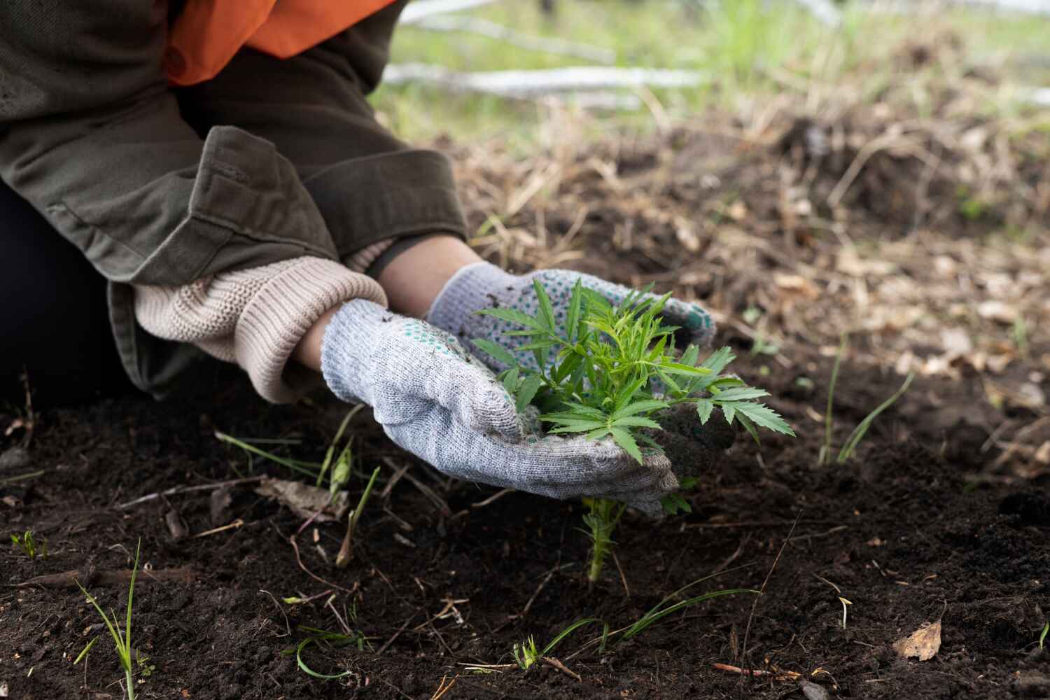 Best Tree Removal Contractors  in Robie Creek, ID